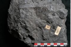 Foto (Detailansicht) von Noeggerathia palmaeformis Goeppert (NHMW-GEO-2024-0188-10733)